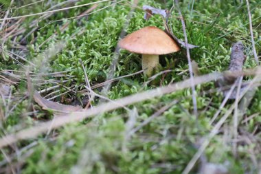 Yeşil yosun ve çam iğneleri arasında filizlenen mantarlar orman zemininin doğal yaşam alanını ve dokusunu gözler önüne seriyor. Orman yosunları ve çam ağaçları arasında yetişen mantarlar.