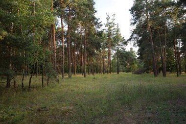 Kara Orman 'ın manzarası. Yoğun ormanlık, yuvarlanan tepeler ve yumuşak ışık altındaki doğal güzellikleri gösteriyor..