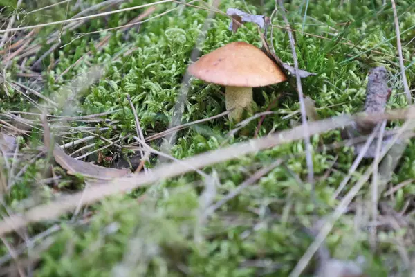 Yeşil yosun ve çam iğneleri arasında filizlenen mantarlar orman zemininin doğal yaşam alanını ve dokusunu gözler önüne seriyor. Orman yosunları ve çam ağaçları arasında yetişen mantarlar.