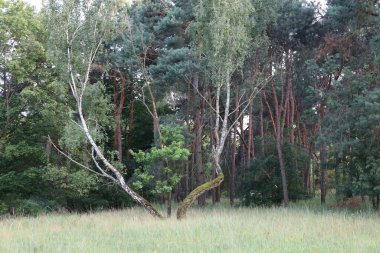 Kara Orman 'ın manzarası. Yoğun ormanlık, yuvarlanan tepeler ve yumuşak ışık altındaki doğal güzellikleri gösteriyor..