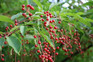 Virginia kiraz dalında olgun kırmızı meyveler, doğal renkler, doku ve bu süs bitkisinin güzelliği sergileniyor..