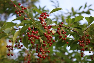 Virginia kiraz dalında olgun kırmızı meyveler, doğal renkler, doku ve bu süs bitkisinin güzelliği sergileniyor..
