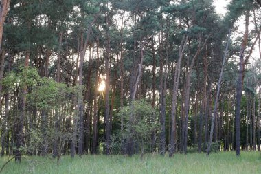 Kara Orman 'ın manzarası. Yoğun ormanlık, yuvarlanan tepeler ve yumuşak ışık altındaki doğal güzellikleri gösteriyor..