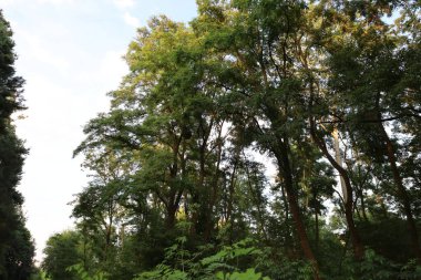 Kara Orman 'ın manzarası. Yoğun ormanlık, yuvarlanan tepeler ve yumuşak ışık altındaki doğal güzellikleri gösteriyor..