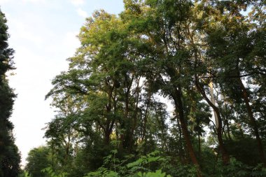 Kara Orman 'ın manzarası. Yoğun ormanlık, yuvarlanan tepeler ve yumuşak ışık altındaki doğal güzellikleri gösteriyor..