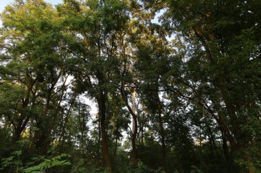 Kara Orman 'ın manzarası. Yoğun ormanlık, yuvarlanan tepeler ve yumuşak ışık altındaki doğal güzellikleri gösteriyor..