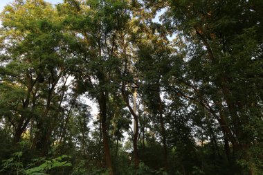 Kara Orman 'ın manzarası. Yoğun ormanlık, yuvarlanan tepeler ve yumuşak ışık altındaki doğal güzellikleri gösteriyor..