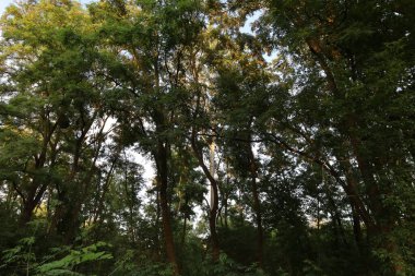 Kara Orman 'ın manzarası. Yoğun ormanlık, yuvarlanan tepeler ve yumuşak ışık altındaki doğal güzellikleri gösteriyor..