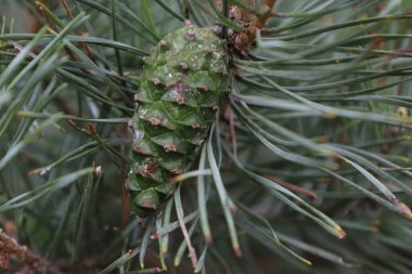 Kozalaklı bir çam dalına yakın çekim. Açık hava ortamında doku, iğne ve doğal orman detaylarını gösteriyor..