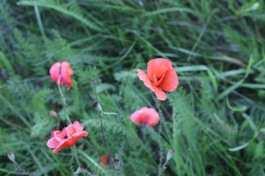 Yakın plan, yabani kırmızı gelincik çiçekleri yeşil çimlerin arasında çiçek açıyor açık hava ortamında yabani kırmızı gelincik çiçekleri çimenlerde