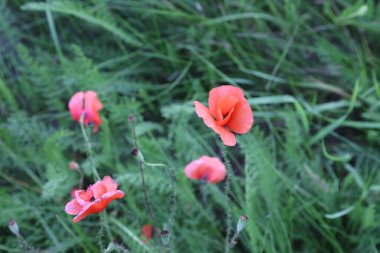 Yakın plan, yabani kırmızı gelincik çiçekleri yeşil çimlerin arasında çiçek açıyor açık hava ortamında yabani kırmızı gelincik çiçekleri çimenlerde