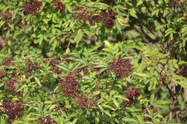 Yeşil yapraklarla çevrili olgunlaşmamış böğürtlen kümeleri içeren siyah bir mürver çalısı.