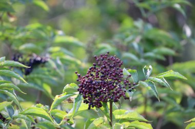 Fotoğraf, arka planda yeşil yapraklarla birlikte siyah mürver meyvelerini gösteriyor, doğal doku ve renkleri vurguluyor..