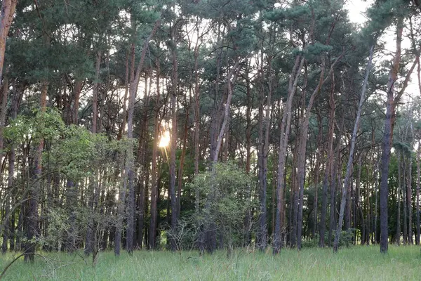 Kara Orman 'ın manzarası. Yoğun ormanlık, yuvarlanan tepeler ve yumuşak ışık altındaki doğal güzellikleri gösteriyor..