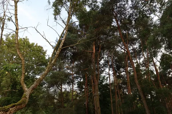 Kara Orman 'ın manzarası. Yoğun ormanlık, yuvarlanan tepeler ve yumuşak ışık altındaki doğal güzellikleri gösteriyor..