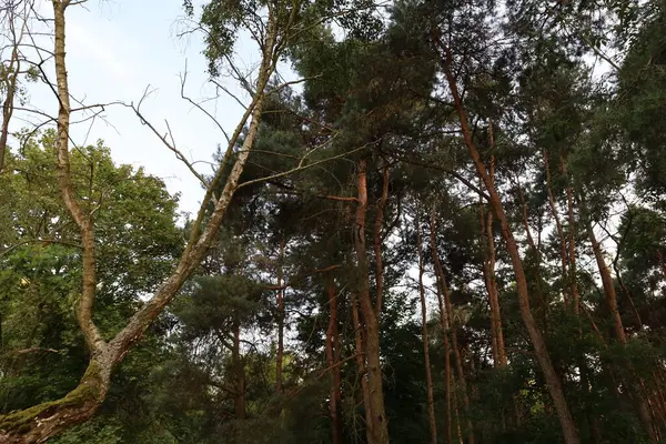 Kara Orman 'ın manzarası. Yoğun ormanlık, yuvarlanan tepeler ve yumuşak ışık altındaki doğal güzellikleri gösteriyor..