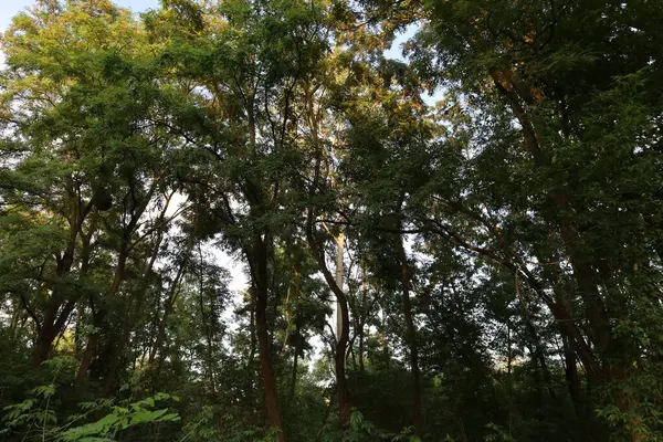 Kara Orman 'ın manzarası. Yoğun ormanlık, yuvarlanan tepeler ve yumuşak ışık altındaki doğal güzellikleri gösteriyor..