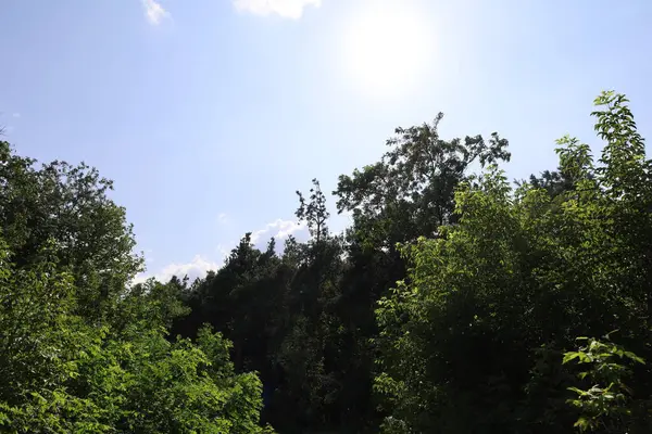 Kara Orman 'ın manzarası. Yoğun ormanlık, yuvarlanan tepeler ve yumuşak ışık altındaki doğal güzellikleri gösteriyor..