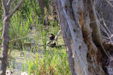 Su Frhe fotoğrafı, gölet veya sulak bir çevredeki yeşil su bitkileriyle çevrili bir dalın üzerine tünemiş bir su kurbağasını gösteriyor. Su bitkilerinin arasında bulunan dalda oturan bir su kurbağası.