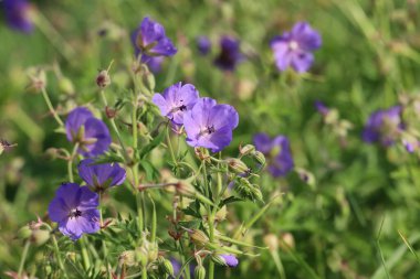 Bir grup güvercin birlikte gösteriliyor, tüylerini ve doğal duruşlarını vurguluyorlar.
