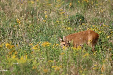 Avrupai bir yumurta geyiği Capreolus Capreolus, kır çiçekleri ve uzun otlarla çevrili bir yaz çayırında zarifçe duruyor. Doğal manzaralardaki zarafet ve vahşi yaşamın bir sembolü..