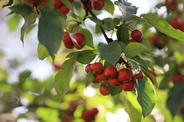 Fotoğrafta yeşil yaprakların arasında olgun meyveler asılı bir Sibirya elma dalı görülüyor..