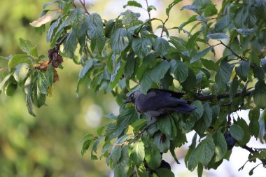 Fotoğraf olgun meyveli erik ağacının dalına tünemiş siyah bir karga gösteriyor..