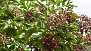 Olgunlaşmamış yeşil böğürtlenli siyah mürver dalı rüzgarda hafifçe sallanıyor, yaz mevsiminde doğal bitkileri yakından görüyor..