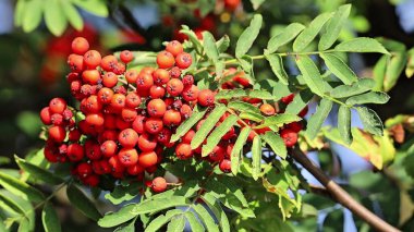 Video, olgun kırmızı böğürtlenlerle meltemde sallanan bir dal dalını gösteriyor. Renkli ve sakin bir sonbahar sahnesi.