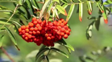 olgun kırmızı böğürtlen külleri