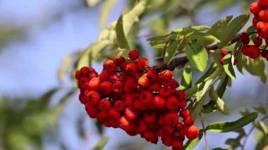 Ağacın dalında kırmızı viburnum.