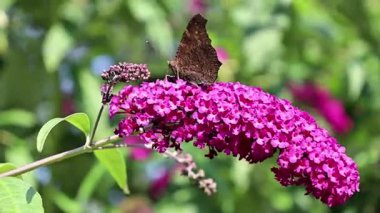 Güzel botanik fotoğrafı, doğal duvar kağıdı.