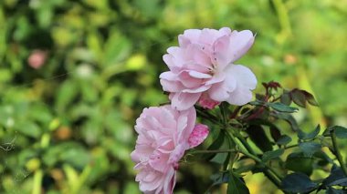 Bahçedeki güzel güller