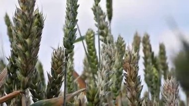 Tarlalardaki buğdayları kapatın.