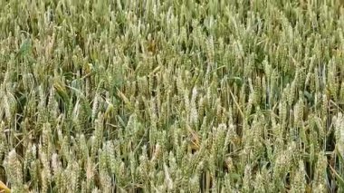 Kırsalda buğday tarlası