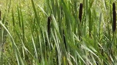 Bulanık arkaplanı olan yeşil bir çimene yaklaş