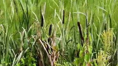 Bahçedeki çimenler