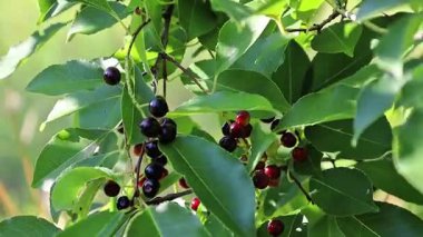 Amerikan kara kirazı olarak da bilinen kiraz ağacına yaklaşın. Rüzgarda usulca hareket eden olgun meyve kümeleri.