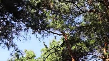 Amerikan kara kirazı olarak da bilinen kiraz ağacına yaklaşın. Rüzgarda usulca hareket eden olgun meyve kümeleri.