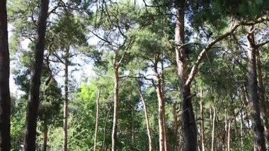 Amerikan kara kirazı olarak da bilinen kiraz ağacına yaklaşın. Rüzgarda usulca hareket eden olgun meyve kümeleri.