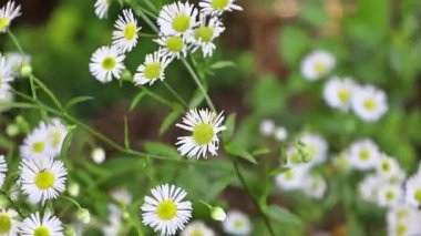 Amerikan kara kirazı olarak da bilinen kiraz ağacına yaklaşın. Rüzgarda usulca hareket eden olgun meyve kümeleri.