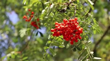 Amerikan kara kirazı olarak da bilinen kiraz ağacına yaklaşın. Rüzgarda usulca hareket eden olgun meyve kümeleri.