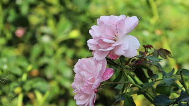 Amerikan kara kirazı olarak da bilinen kiraz ağacına yaklaşın. Rüzgarda usulca hareket eden olgun meyve kümeleri.