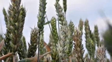 buğday alan yakın çekim