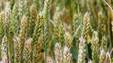 Kapat - tarlada buğday kulakları