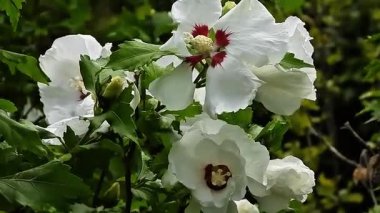 Bahçedeki güzel çiçeklerin kapalı manzarası