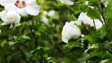 Güzel botanik fotoğrafı, doğal duvar kağıdı.