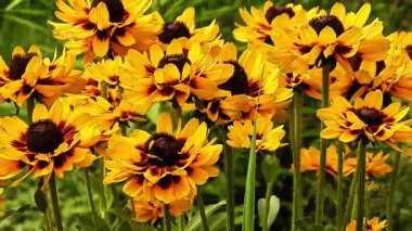 Bahçedeki güzel sarı çiçekler