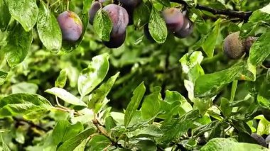 Bahçede yeşil yapraklar