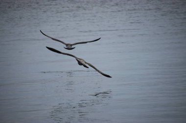 Gümüş bir martı deniz yüzeyinin üzerinde süzülür, kanatlar açılır, dinamik hareketi yakalar sakin okyanus suyunun üzerinde..